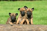 MALINOIS 1066